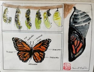 Watercolor nature journal butterfly