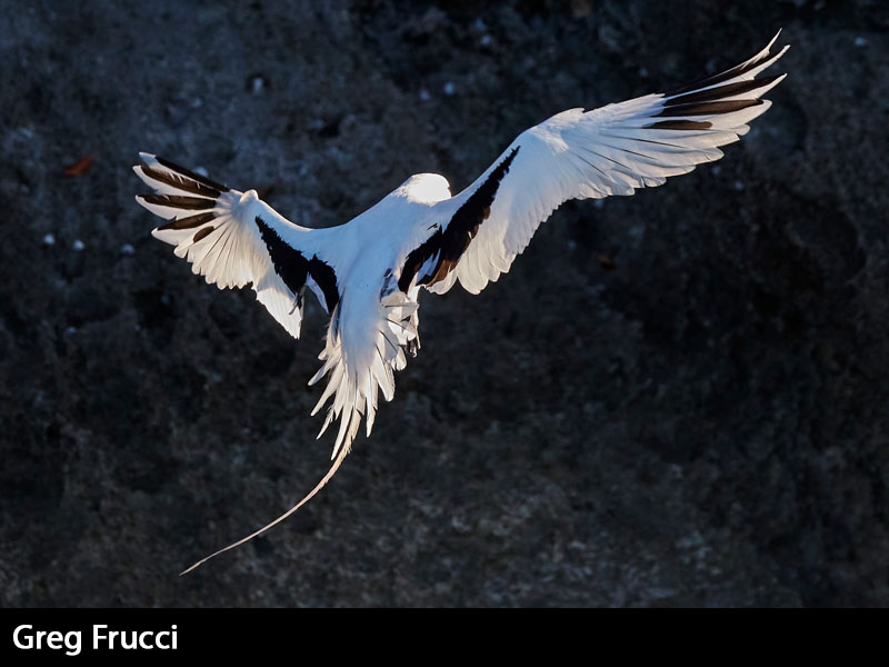 images/artists/Greg-Frucci.jpg#joomlaImage://local-images/artists/Greg-Frucci.jpg?width=800&height=600